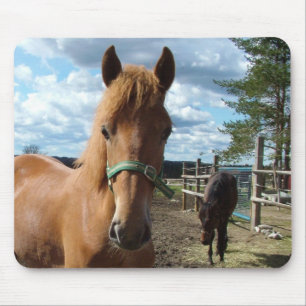 Mousepad Prato-do-cavalo