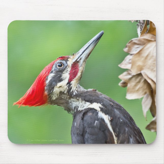 Mousepad Presentes de Roupas com Perfil de Pica-Pau-Grande  (Frente)