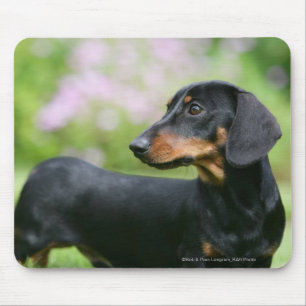 Mousepad Preto e Dachshund 2 de Tan Miniture