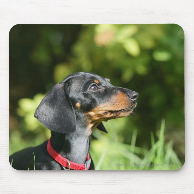 Mousepad Preto e Dachshund 3 de Tan Miniture (Frente)