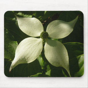 Mousepad Primavera branco da flor Sunlit do Dogwood floral
