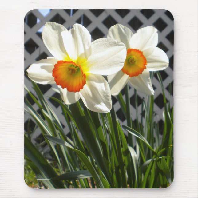 Mousepad Primavera Daffodils (Frente)