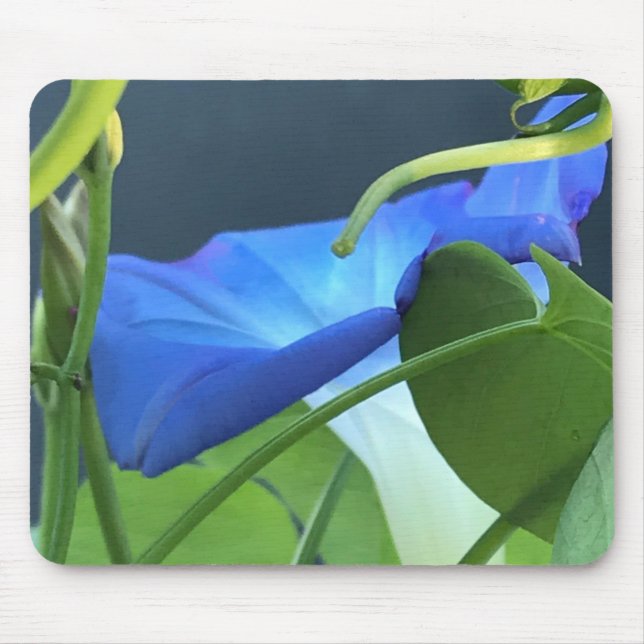 Mousepad Primeira-plano de Cálice-de-Glória-da-Manhã Azul (Frente)