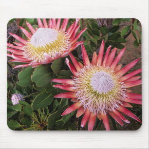 Mousepad Protea-rei (Protea Cynaroides), Helderberg