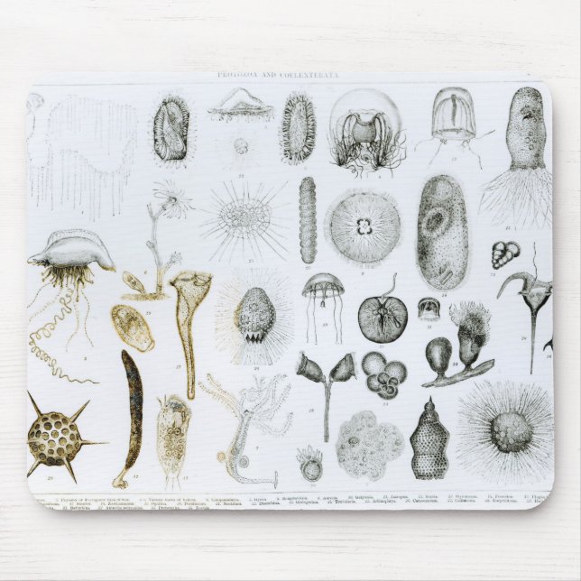 Mousepad Protozoa e celentrados (Frente)