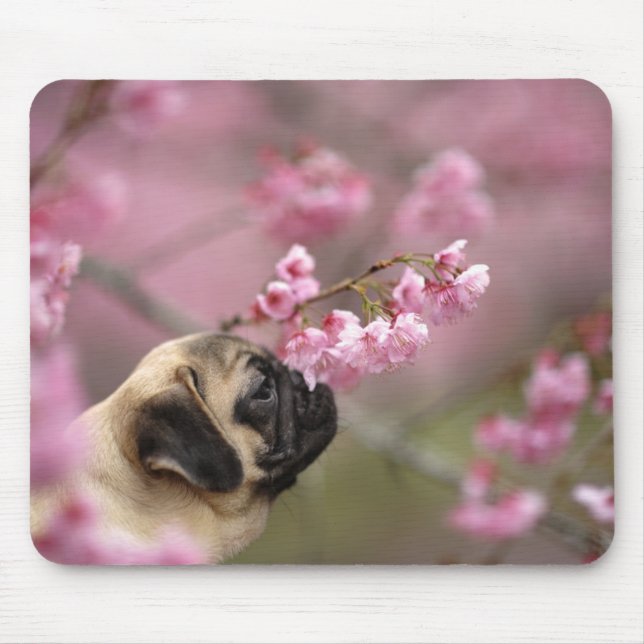 Mousepad Pug Cheirando Blossomas de Cereja (Frente)