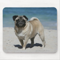 Pug da jovem corça na praia