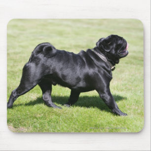 Mousepad Pug preto que arfa ao andar