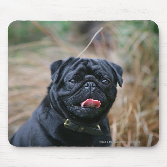 Mousepad Pug preto que arfa ao olhar a câmera (Frente)