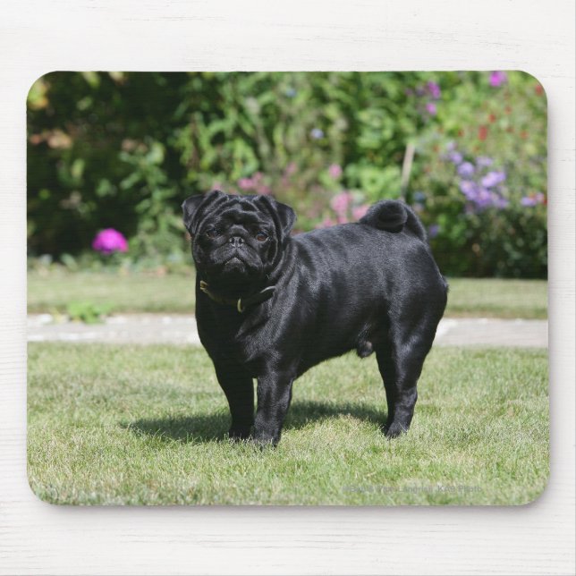 Mousepad Pug preto que está de vista a câmera (Frente)