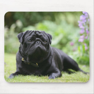 Mousepad Pug preto que estabelece