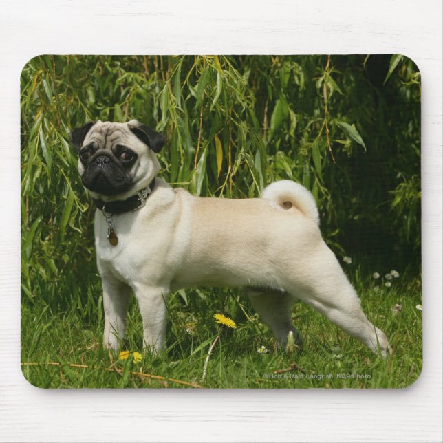 Mousepad Pug que olha a câmera (Frente)
