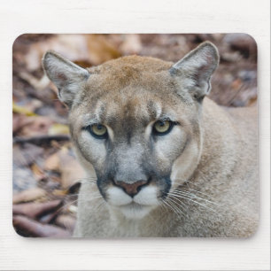 Mousepad Puma, leão-da-montanha, pantera-da-flórida, Puma