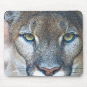 Mousepad Puma, leão-da-montanha, pantera-da-flórida, Puma
