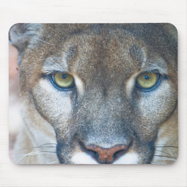 Mousepad Puma, leão-da-montanha, pantera-da-flórida, Puma (Frente)