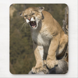 Mousepad Puma ou leão-da-montanha, puma concolor, Cativo -