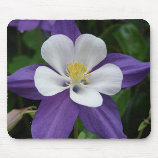 Mousepad Púrpura Columbina e Pasta Flor Branca (Frente)