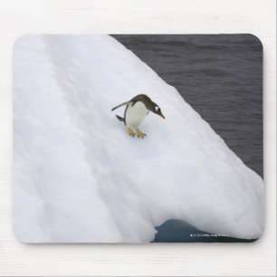 Mousepad Pygoscelis papua do pinguim de Gentoo) que está