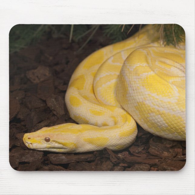 Mousepad Python Amarelo Incrível (Frente)