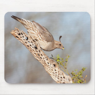 Mousepad Quail de Gambel