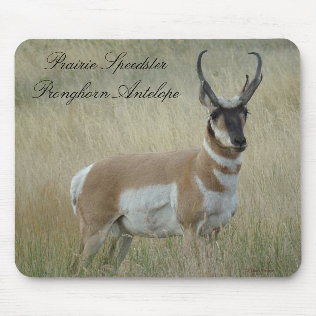 Mousepad Quantia choruda do antílope de A8 Pronghorn (Frente)