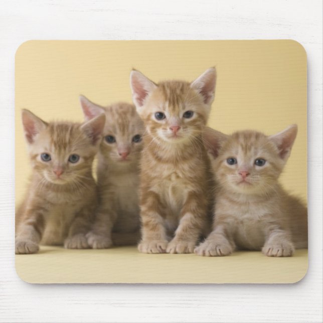 Mousepad Quatro gatinhos de Shorthair do americano (Frente)