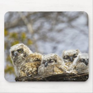 Mousepad Quatro grandes pintinhos da coruja Horned (bubão