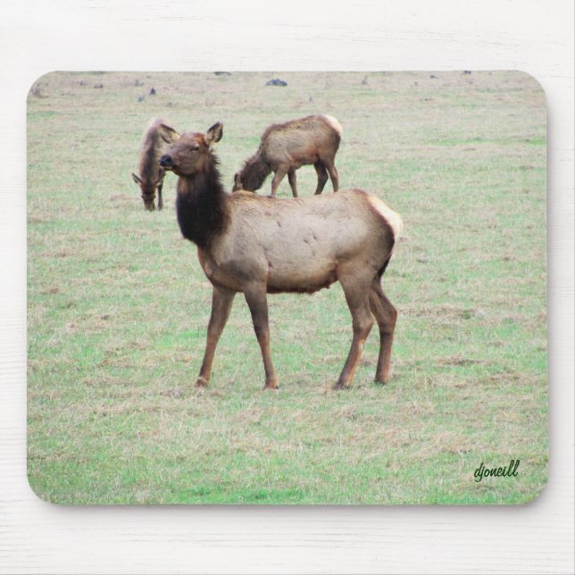 Mousepad Que alce você está olhando? (Frente)