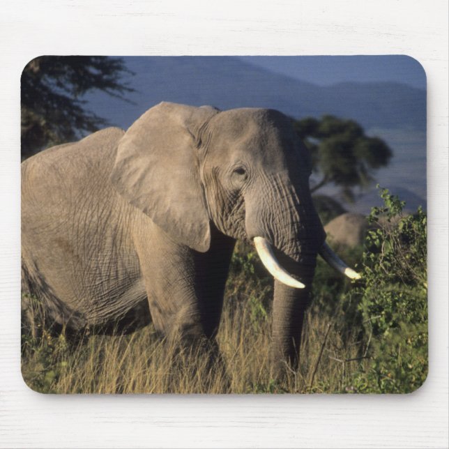 Mousepad Quênia: Amboseli, elefante africano macho (Frente)