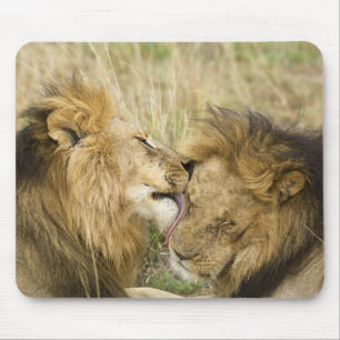 Mousepad Quênia, Masai Mara. Encerramento de um leão macho