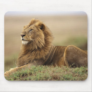 Mousepad Quênia, Masai Mara Leão macho