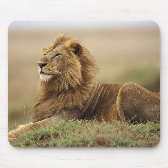 Mousepad Quênia, Masai Mara | Leão macho (Frente)