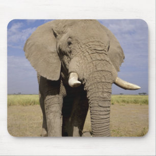 Mousepad Quênia: Parque Nacional de Amboseli, elefante mach