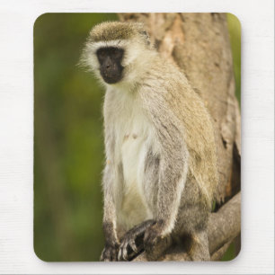 Mousepad Quênia, Parque Nacional do Lago Nakuru. Vervet