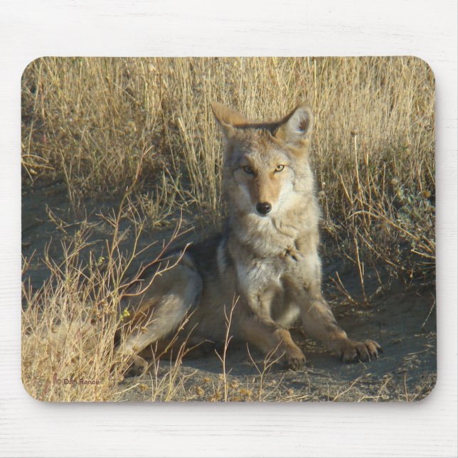 Mousepad R15 Coyote Deitado (Frente)