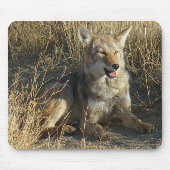 Mousepad R18 Coyote Deitado (Frente)
