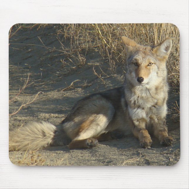 Mousepad R19 Coyote Deitado (Frente)