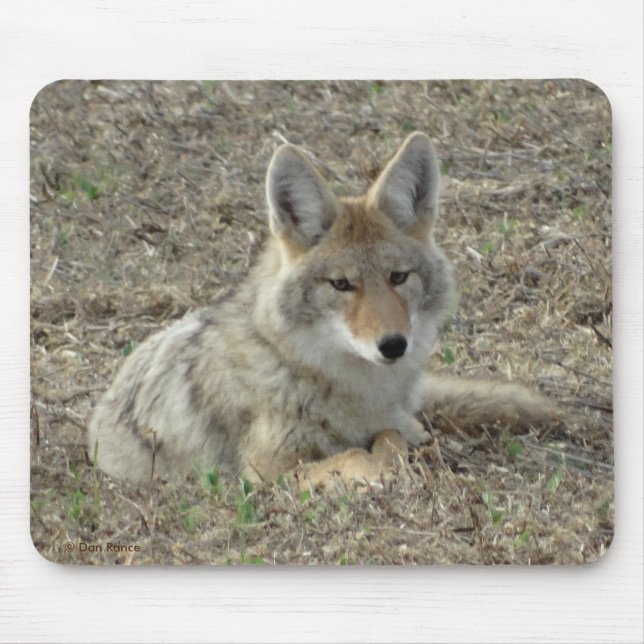 Mousepad R22 Coyote Deitado (Frente)