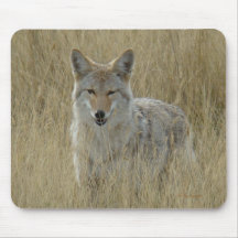 R2 Coyote em Grama Alta