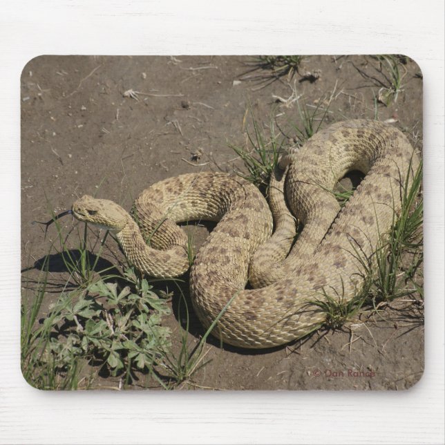 Mousepad R6 Prairie Rattlesnake (Frente)