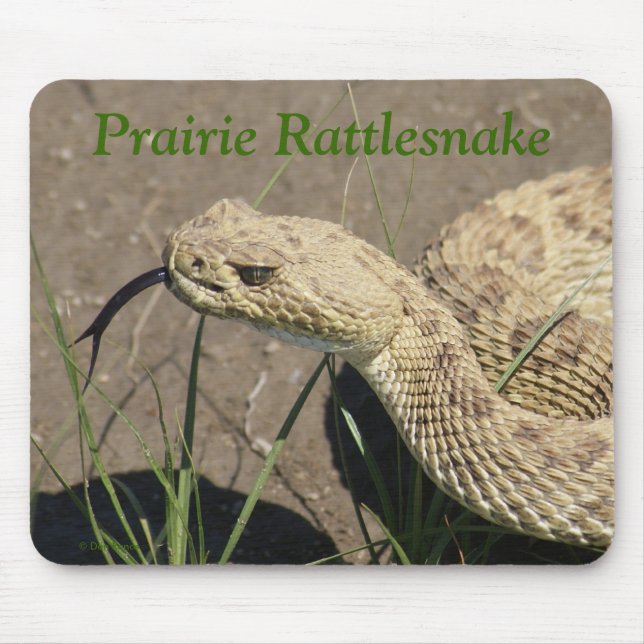 Mousepad R8 Prairie Rattlesnake Head (Frente)