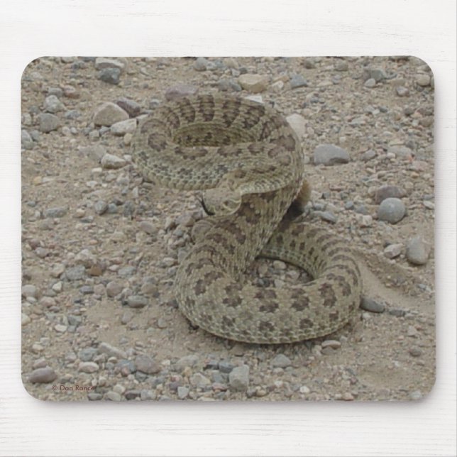 Mousepad R9 Prairie Rattlesnake Coil (Frente)
