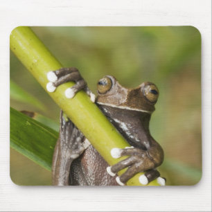 Mousepad Rã-árvore Cativa Tapichalaca Hyloscirtus