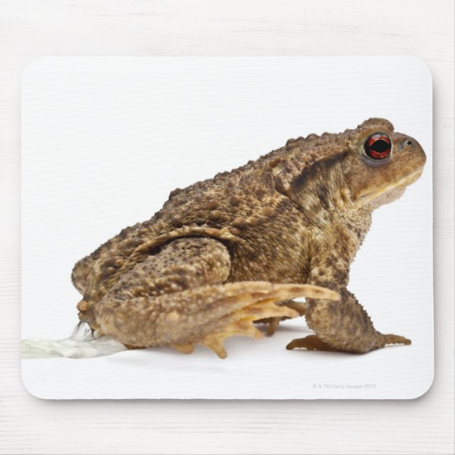 Mousepad Rã comum ou sapo europeu (Bufo bufo) mijando (Frente)