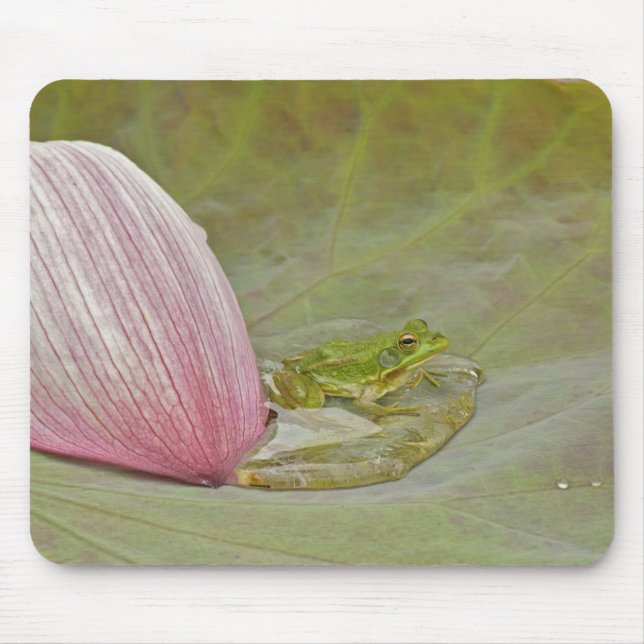 Mousepad Rã e pétala de flor de lótus, China, (Frente)