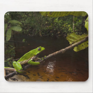 Mousepad Rã-folha-gigante (Phyllomedusa bicolor) 2
