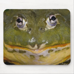 Mousepad Rã-gigante Burrowing africana, Pyxicephalus