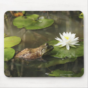Mousepad Rã-gigante na lagoa do lírio
