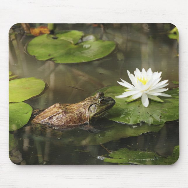Mousepad Rã-grande em Lily Pond (Frente)