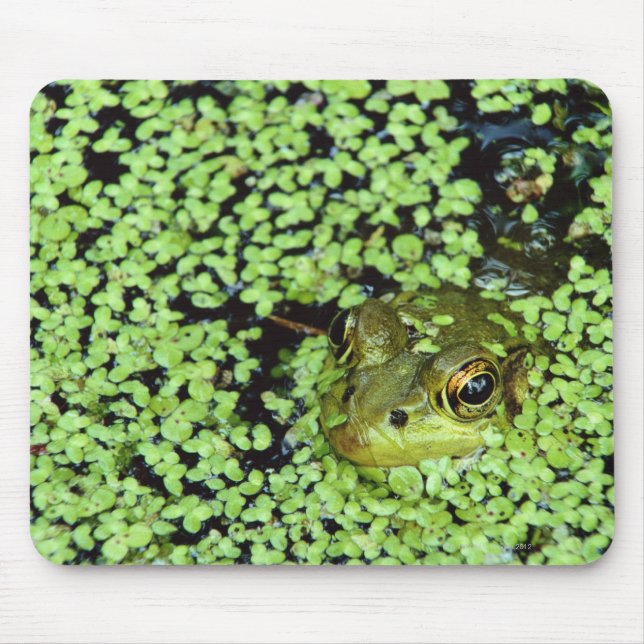 Mousepad Rã-grande (Pyxicephalus adspersus) na alga-pé (Frente)
